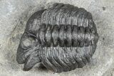 Mrakibina Trilobite - Mrakib, Morocco #363133-5